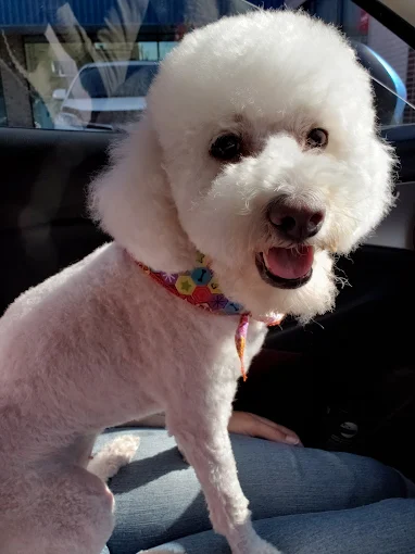 Bichon frisé toiletté