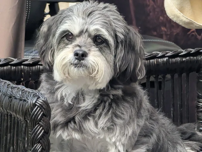 Shih tzu gris