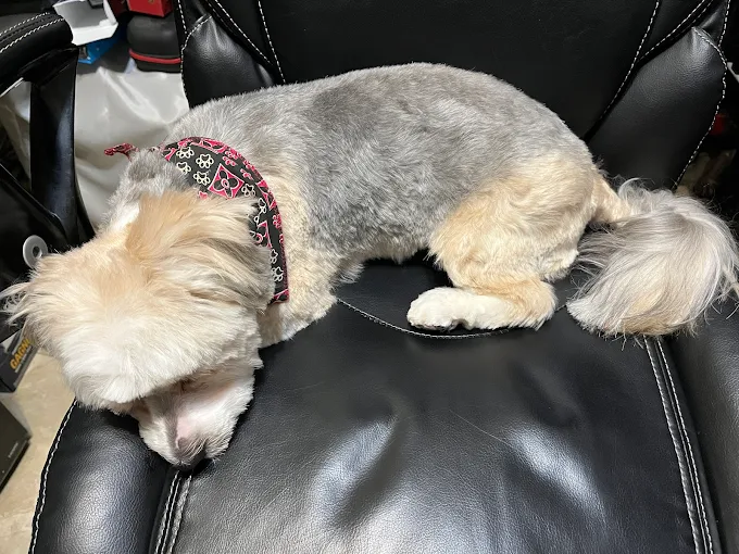 Petit chien sieste